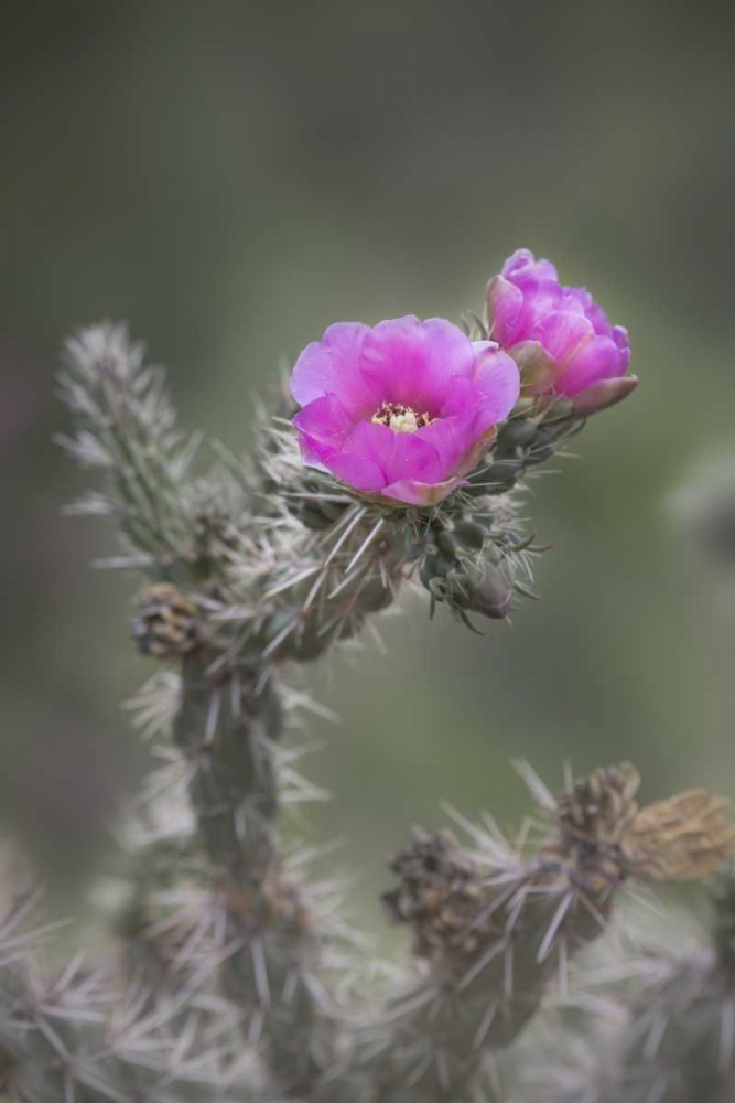 Art Print: USA, Colorado Tree cholla cactus in bloom