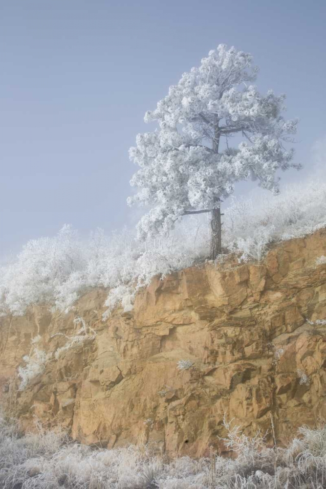 Art Print: Colorado, Pike NF Hoarfrost on trees and grass