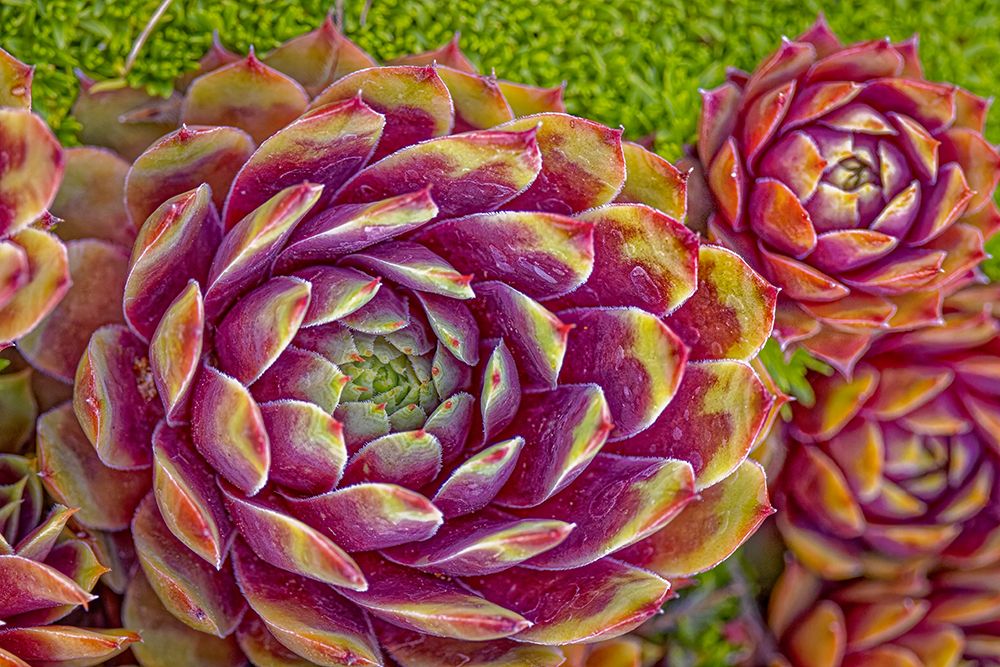 Wall Art Painting id:513454, Name: USA-Colorado-Fort Collins Hens and chicks succulent plant close-up, Artist: Jaynes Gallery