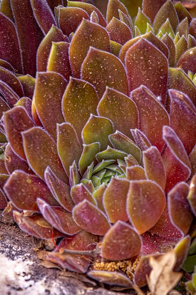 Art Print: USA-Colorado-Fort Collins Succulent plant close-up