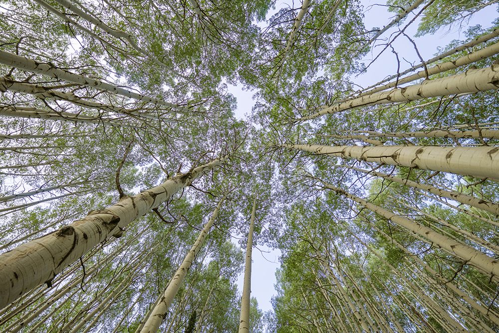 Art Print: USA-Colorado-Gunnison National Forest Looking up at aspen trees