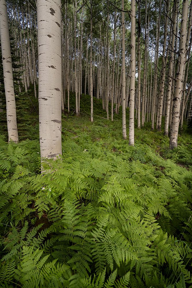 Art Print: USA-Colorado-Gunnison National Forest Aspen trees and western bracken ferns in forest