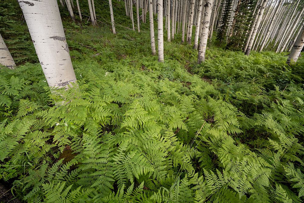 Art Print: USA-Colorado-Gunnison National Forest Aspen trees and western bracken ferns in forest
