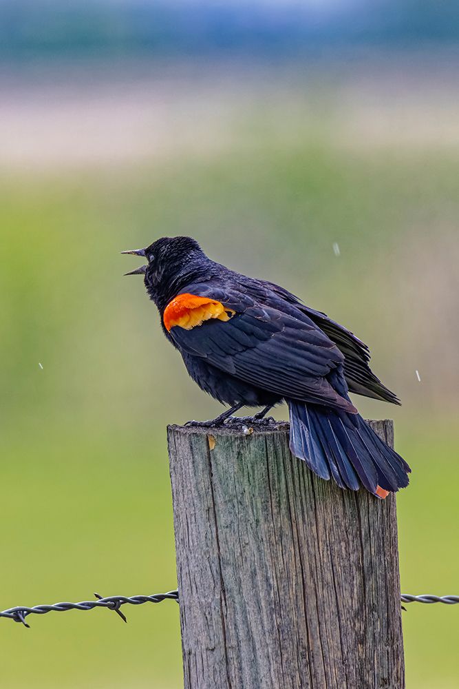 Art Print: USA-Colorado-Fort Collins. Male red-winged blackbird calling for a mate.