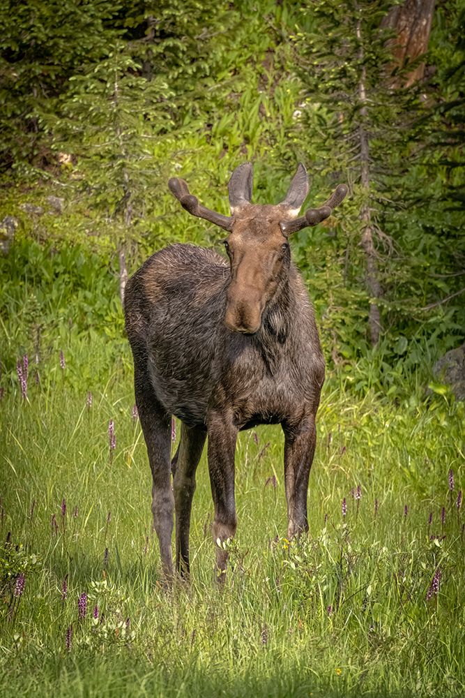 Art Print: USA-Colorado-Cameron Pass Bull moose close-up