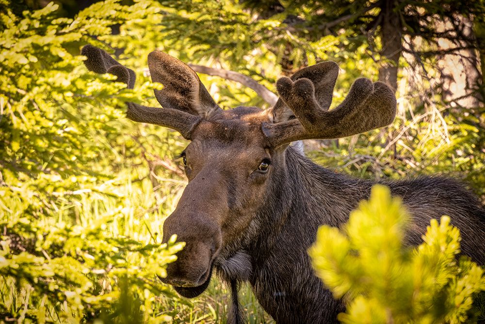 Art Print: USA-Colorado-Cameron Pass Bull moose close-up