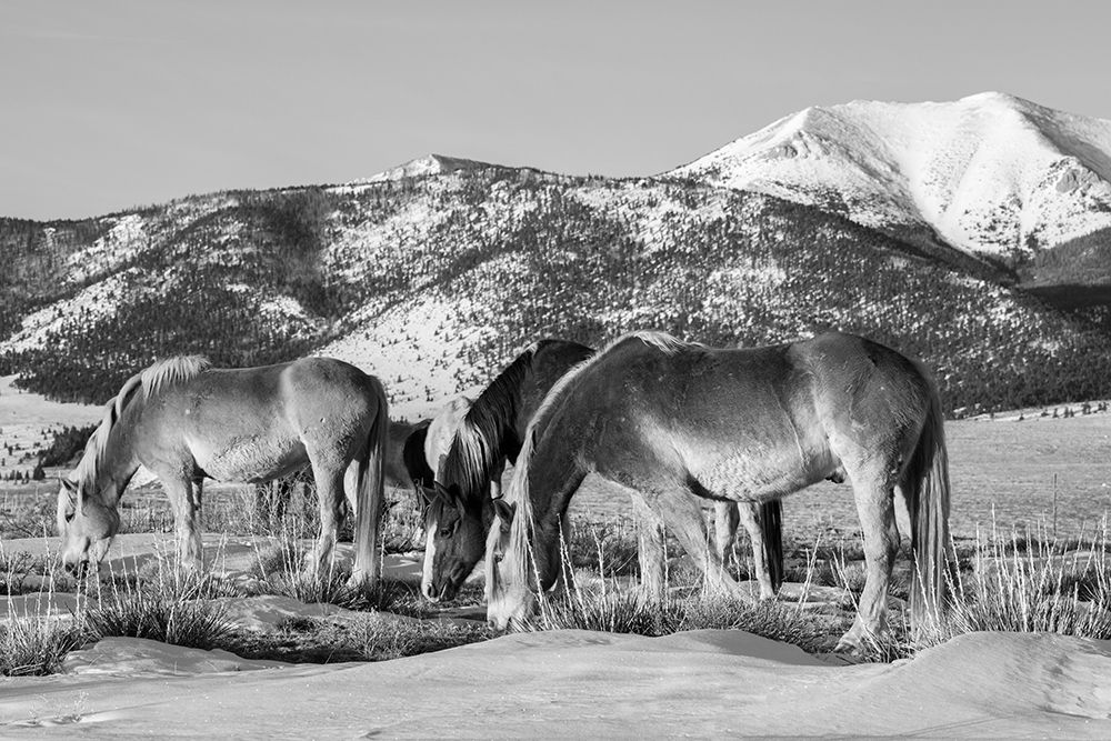 Art Print: USA-Colorado-Westcliffe Music Meadows Ranch Herd of horses with Rocky Mountains in the distance