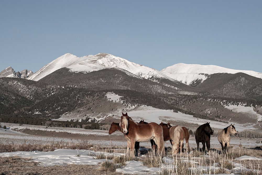 Art Print: USA-Colorado-Music Meadows Ranch Herd of horses with Rocky Mountains in the distance