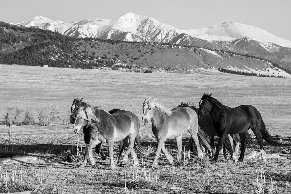 Art Print: USA-Colorado-Westcliffe Music Meadows Ranch Herd of horses with Rocky Mountains in the distance