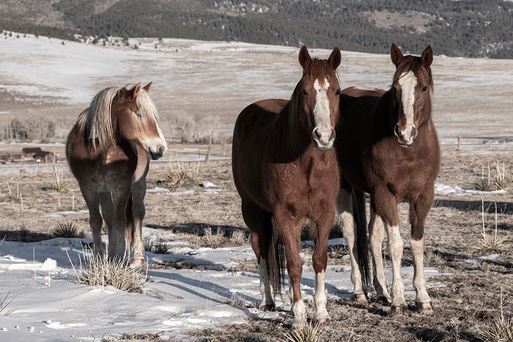 Art Print: USA-Colorado-Westcliffe Music Meadows Ranch Sorrel horses with draft horse