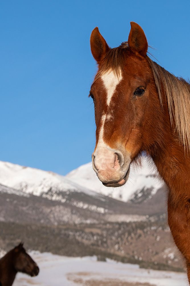 Art Print: USA-Colorado-Westcliffe Sorrel horse with Rocky Mountains in the distance