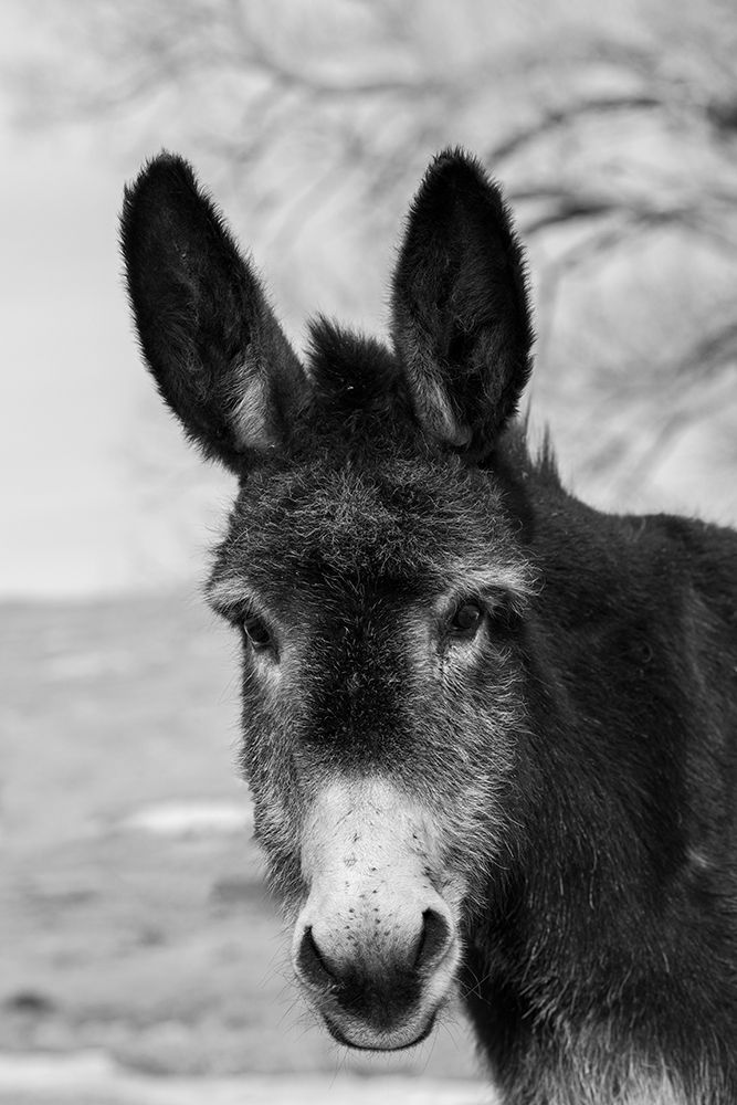 Art Print: USA-Colorado-Westcliffe Music Meadows Ranch Cute old ranch donkey-face detail