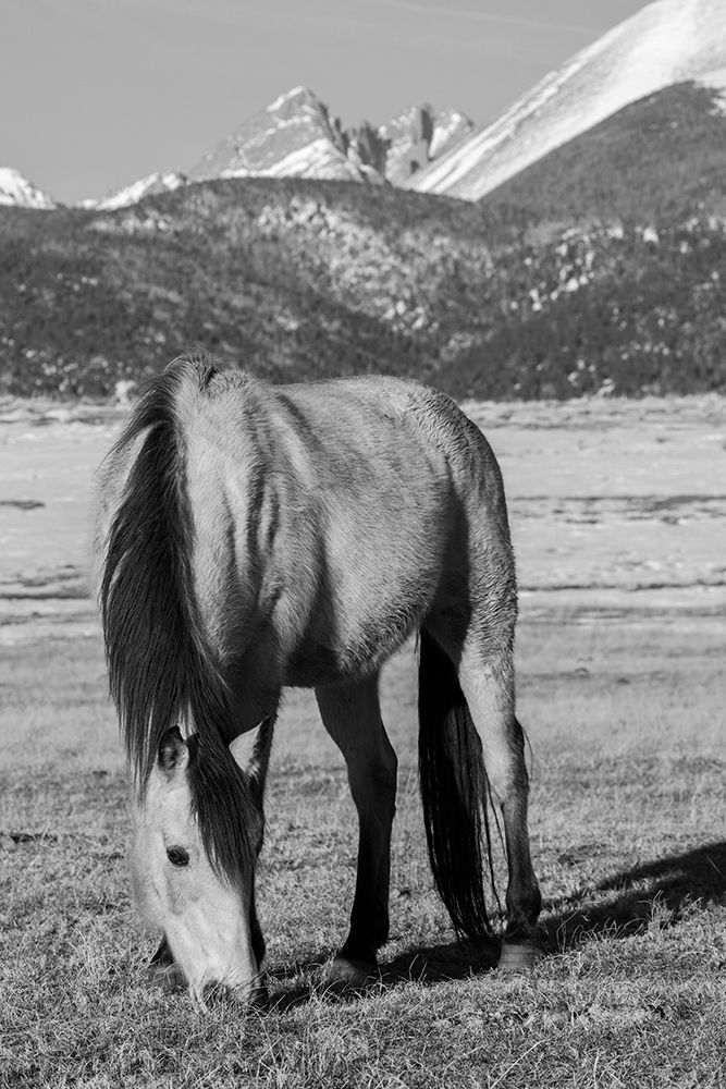 Art Print: USA-Colorado-Westcliffe Music Meadows Ranch Buckskin horse with Rocky Mountains in the distance