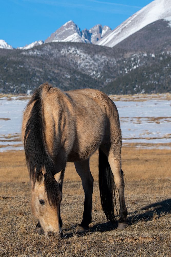 Art Print: USA-Colorado-Westcliffe Music Meadows Ranch Buckskin horse with Rocky Mountains in the distance