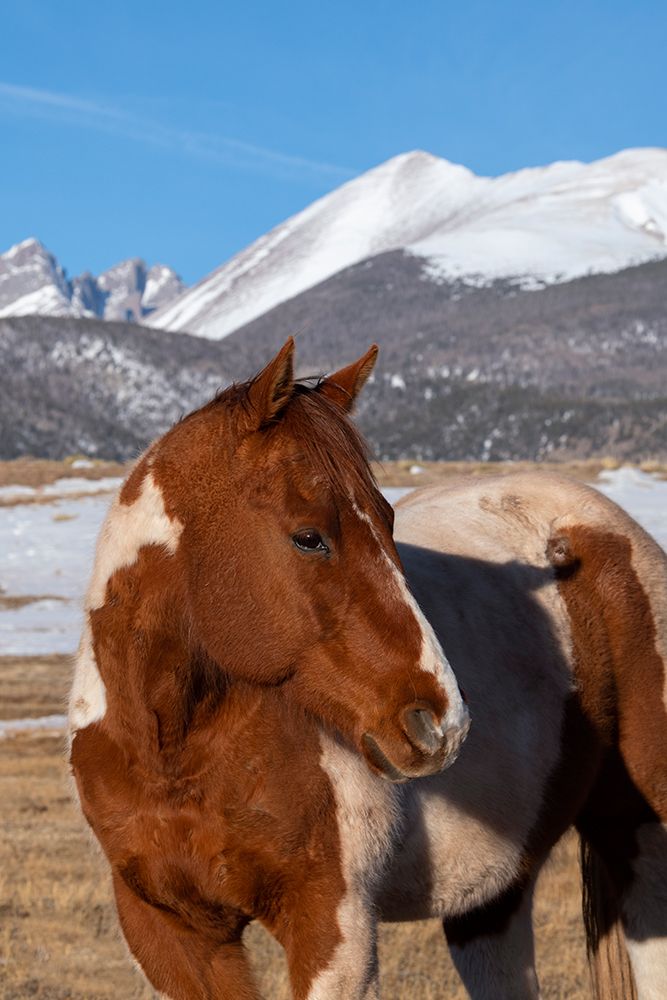 Art Print: USA-Colorado-Westcliffe Music Meadows Ranch Paint horse with Rocky Mountains in the distance