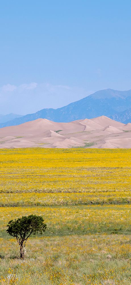 Art Print: USA-Colorado-San Luis Valley-Great Sand Dunes National Park