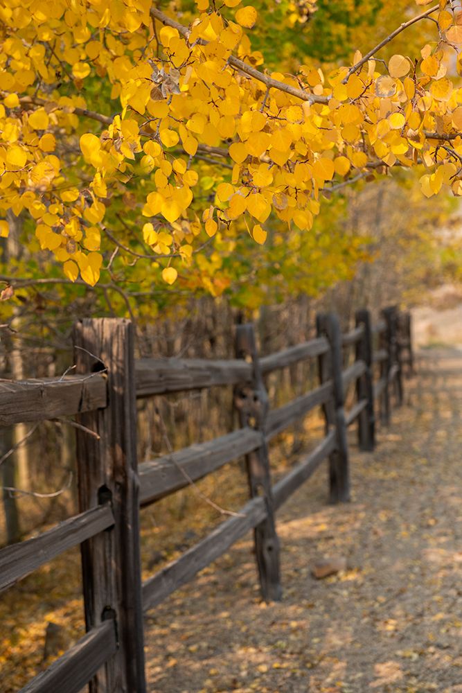 Art Print: USA-Colorado-Teller County-Victor-Vindicator Valley Trail Historic gold mining district