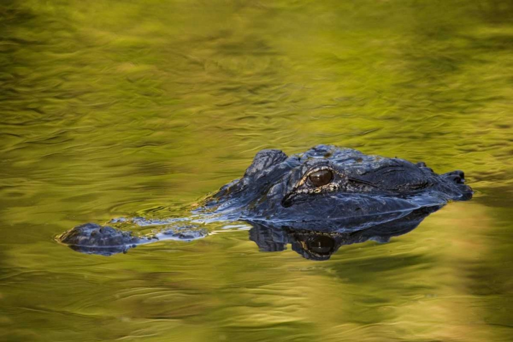 Art Print: FL, St Augustine American alligator