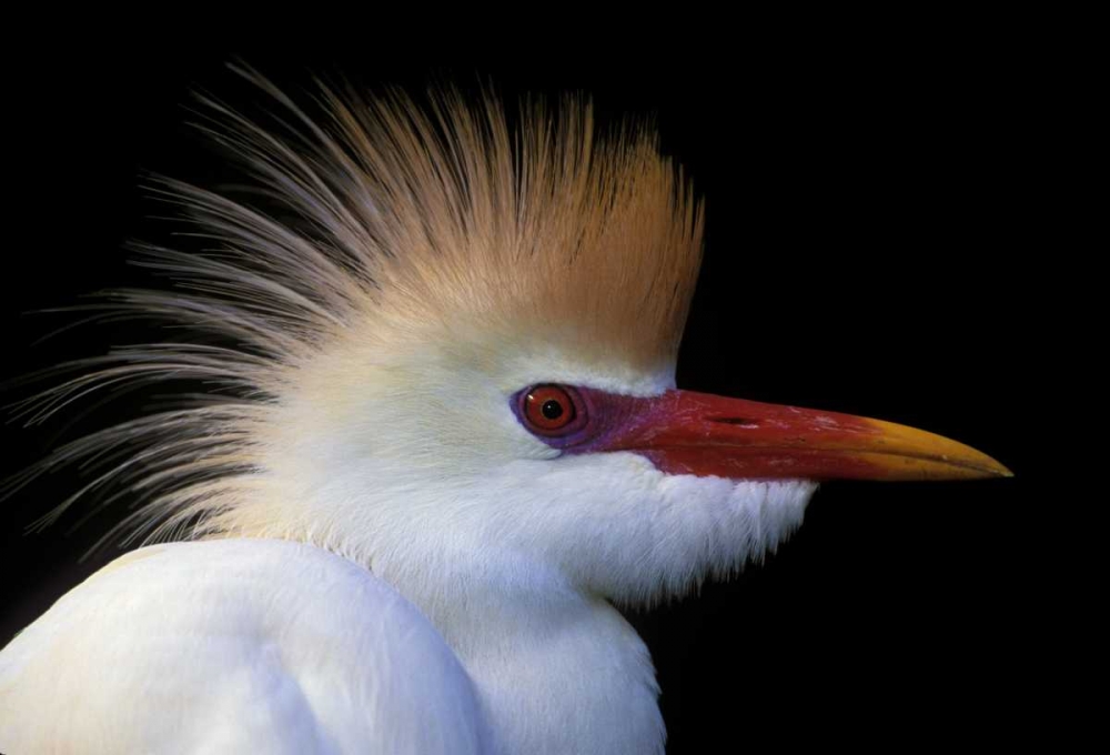 Art Print: FL, St Augustine Cattle egret in white plumage