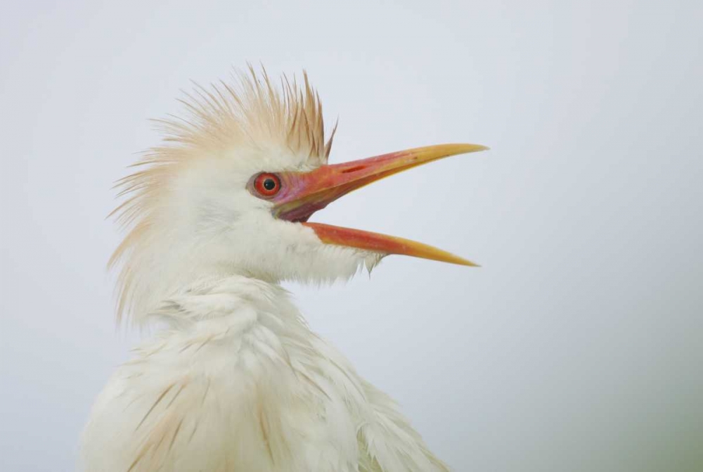 Art Print: FL, St Augustine Portrait of cattle egret