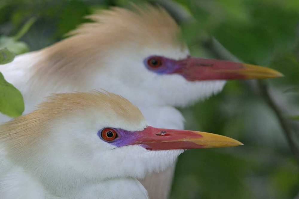 Art Print: FL, St Augustine Portrait of two cattle egrets