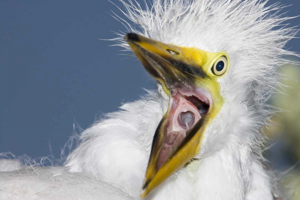 Art Print: FL, St Augustine Great egret chick yawning