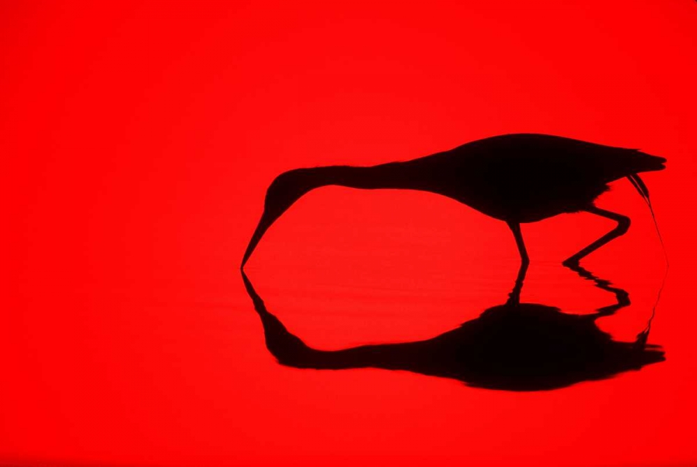 Art Print: FL, Ding Darling NWR Silhouette of a heron