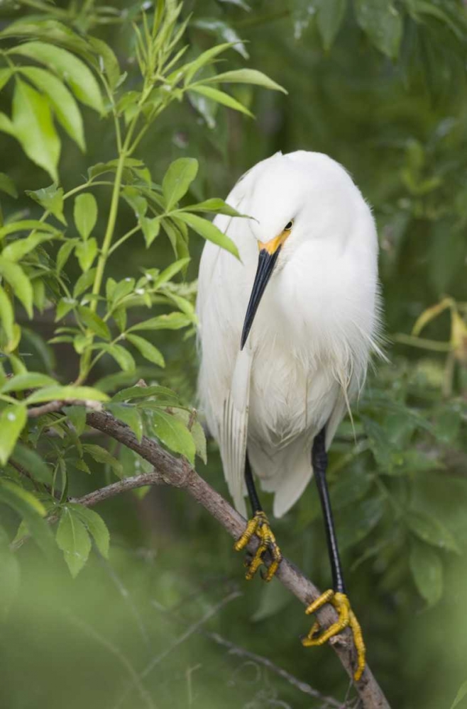 Art Print: FL, St Augustine Snowy egret on tree limb
