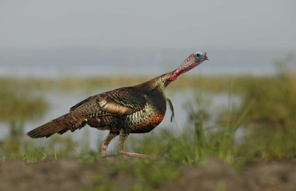 Art Print: FL Wild turkey charging at a threat