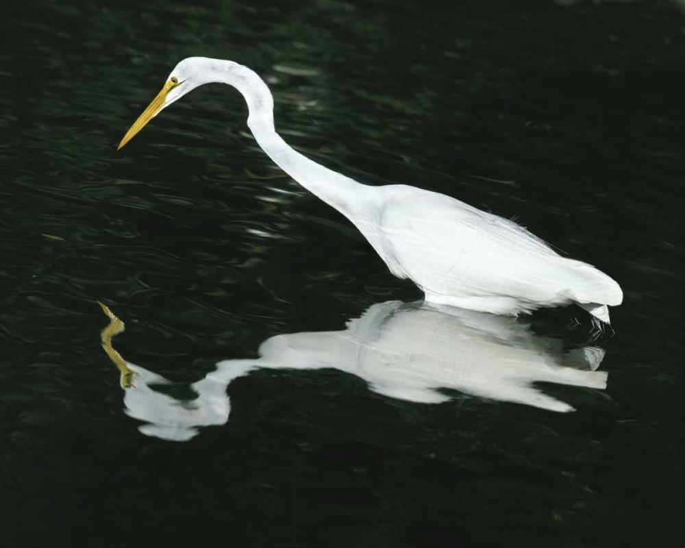 Art Print: FL, Ding Darling NWR Great egret hunting