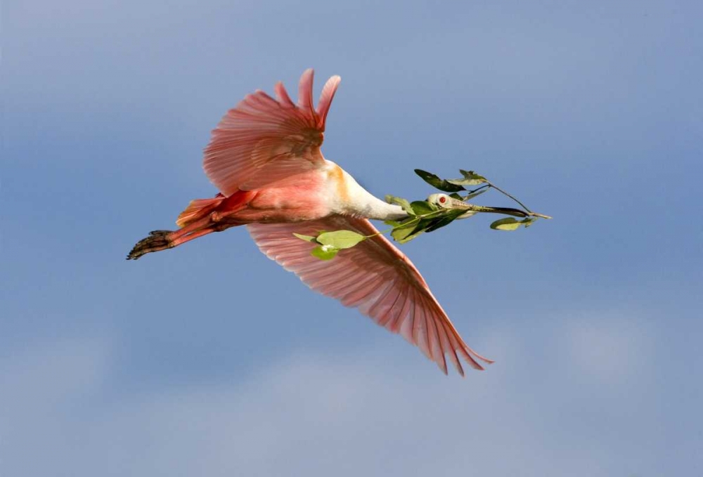 Art Print: FL, Tampa Bay Roseate spoonbill in flight