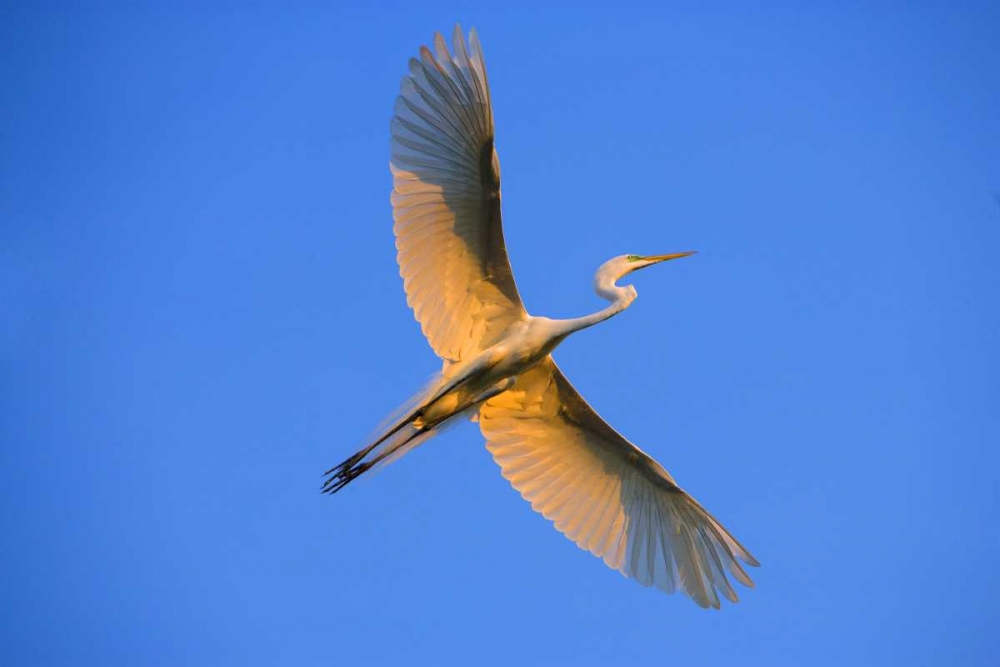 Art Print: FL, St Augustine Great egret in flight at sunset