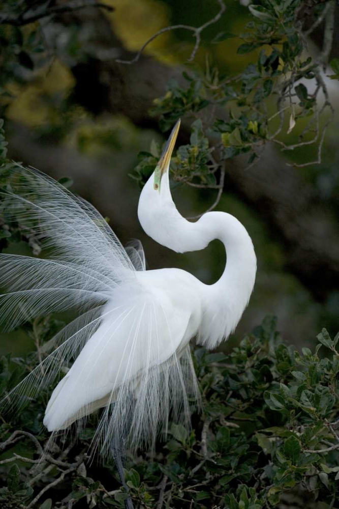Art Print: FL, St Augustine Great egret sky pointing