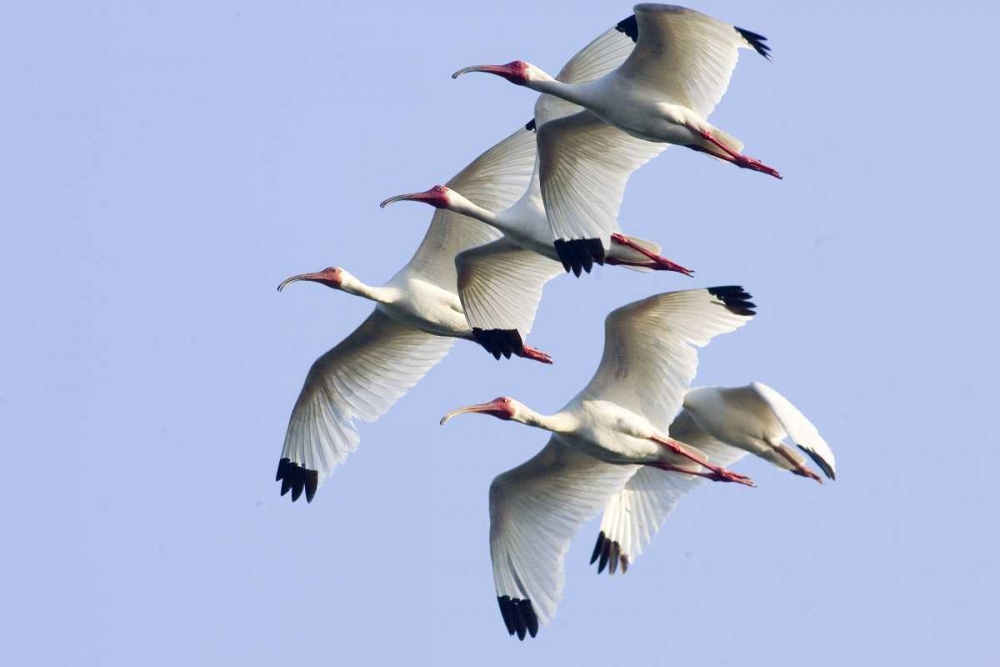 Art Print: USA, Florida, Everglades NP Flying ibises