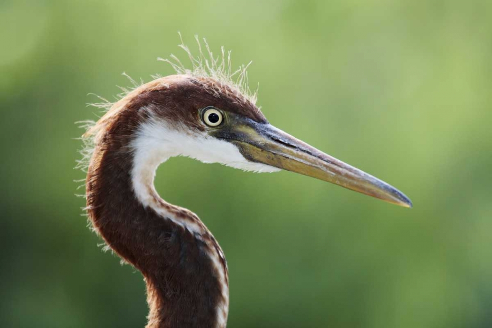 Art Print: FL, Kissimmee Tricolored heron fledgling