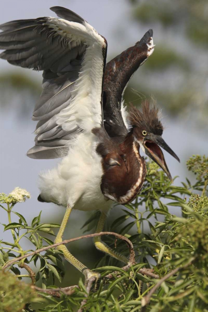 Art Print: FL, Kissimmee Tricolored heron chick
