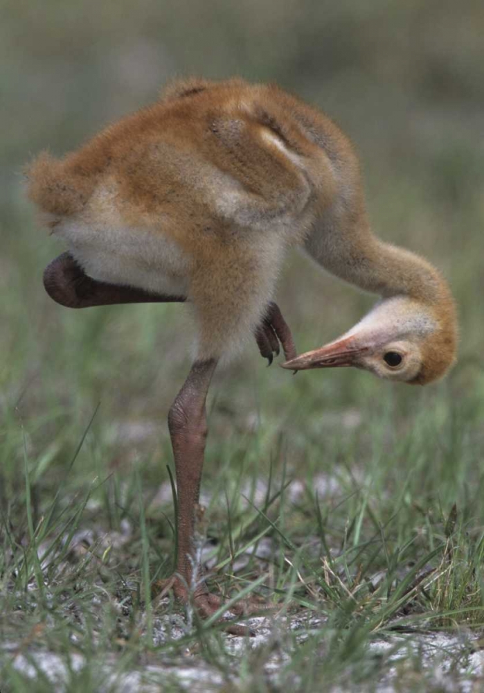 Art Print: FL, Lake Kissimmee Sandhill crane chick 