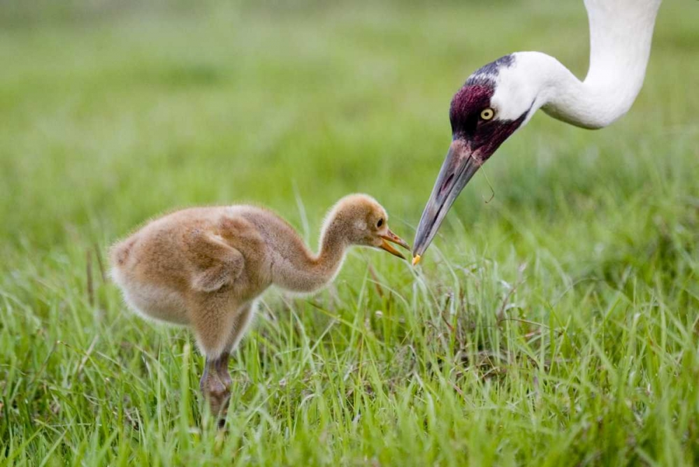 Art Print: FL, Lake Kissimmee Whooping crane feeds chick