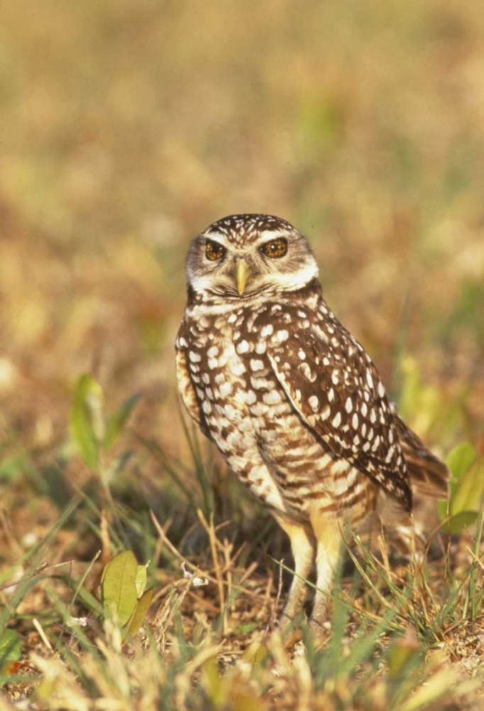 Art Print: FL, Pompano Beach A burrowing owl