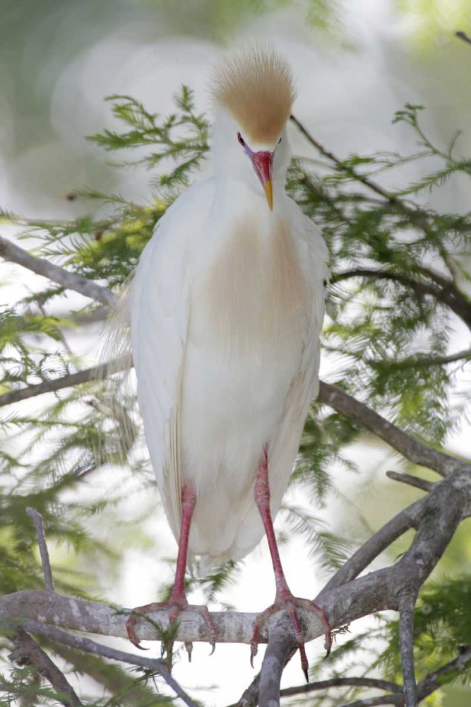Art Print: FL Cattle egret in breeding plumage on limb