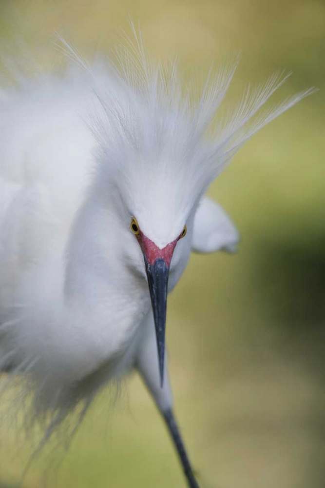 Art Print: FL Snowy egret with its breeding plumage