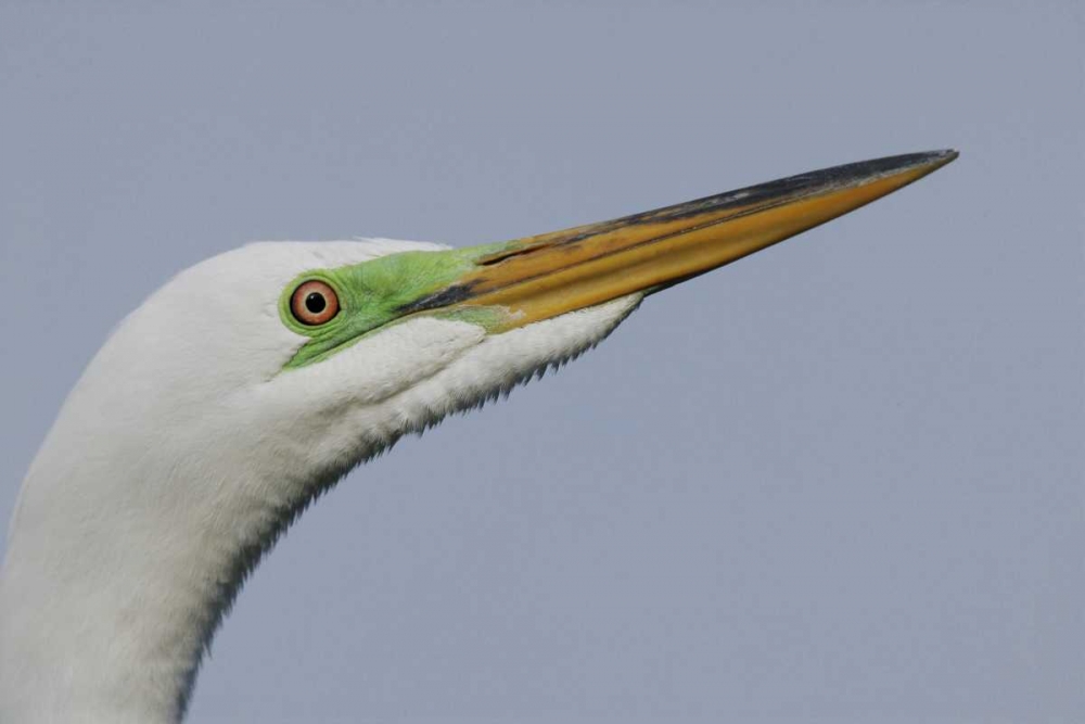 Art Print: FL Great egret headshot