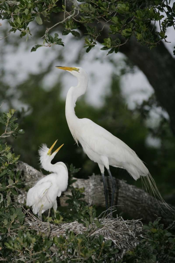 Art Print: FL Great egret parent in nest with chick