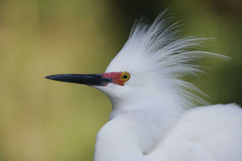 Art Print: FL Snowy egret in breeding plumage