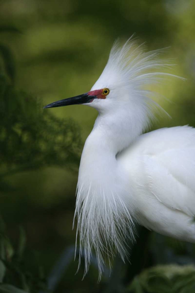 Art Print: FL Snowy egret in breeding plumage
