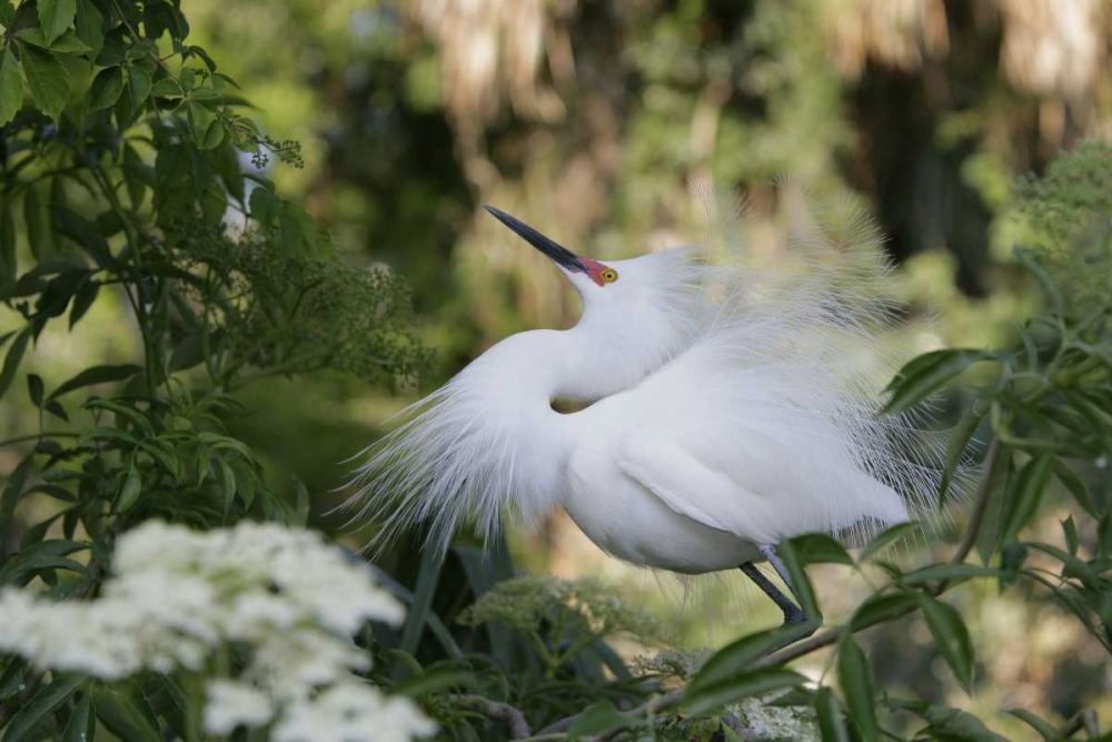 Art Print: FL Snowy egret displaying surrounded by foliage
