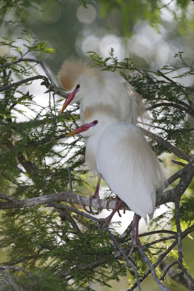 Art Print: FL Cattle egrets in breeding plumage on branch