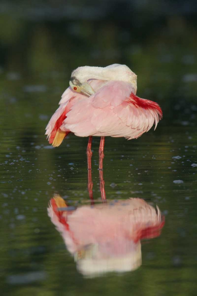 Art Print: FL, Tampa Bay Roseate spoonbill preening