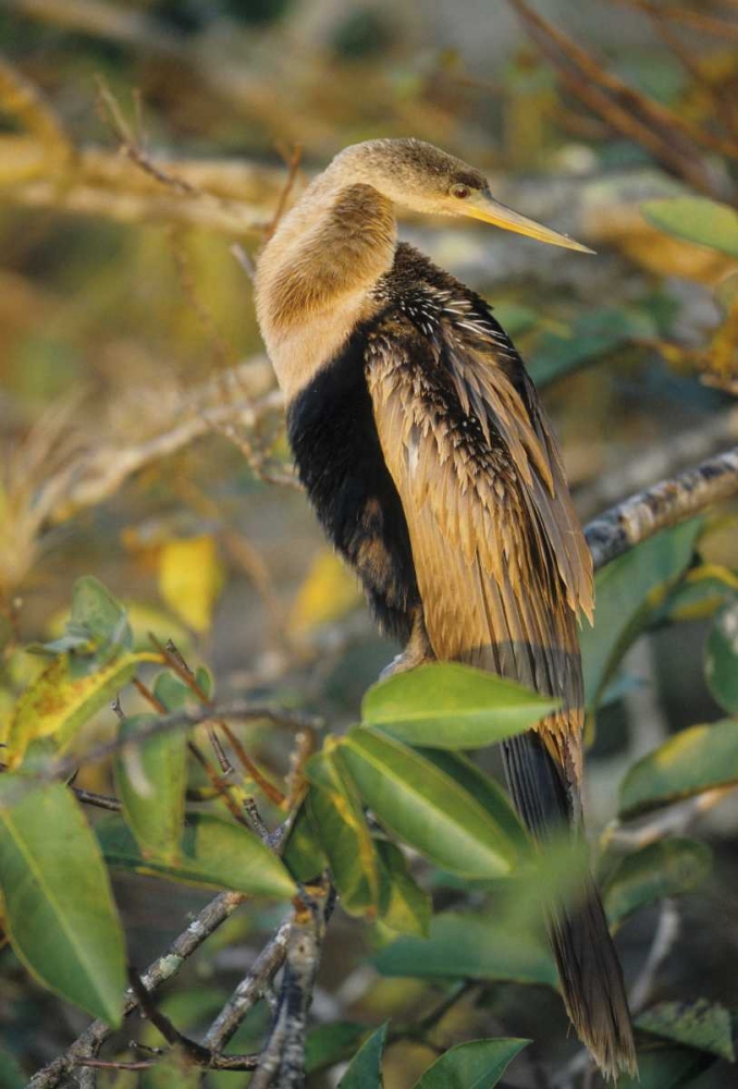 Art Print: USA, Florida Close-up of anhinga on tree limb