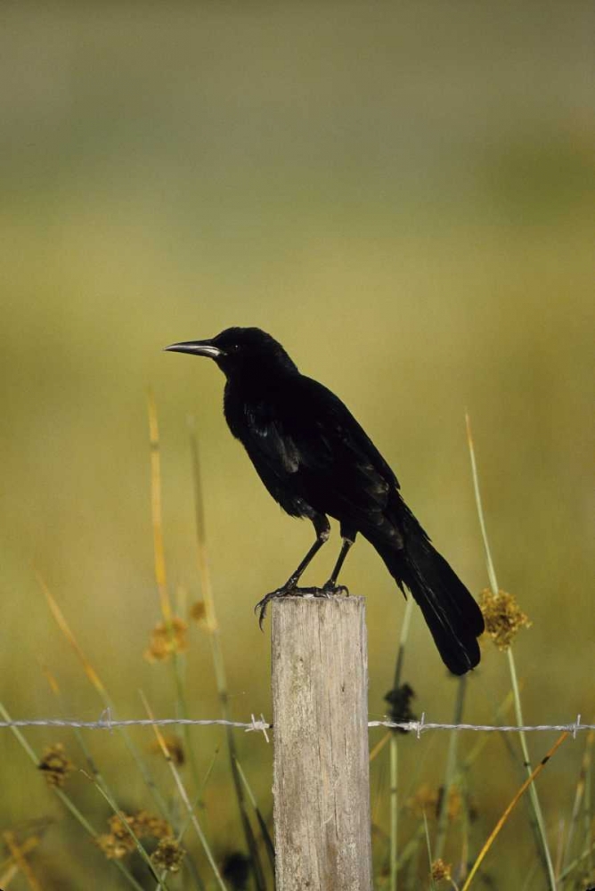 Art Print: USA, Florida Fish crow stands on fence post